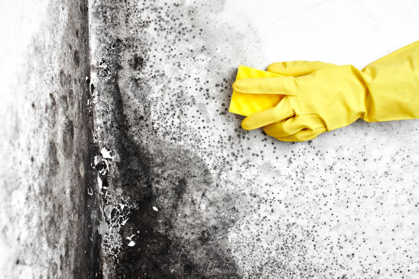 Best Commercial Mold Remediation in Buda, TX