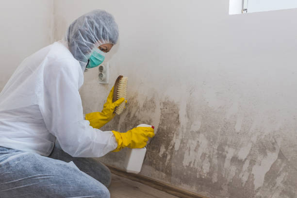 Professional Mold Remediation in Buda, TX