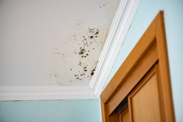 Best White Mold Remediation in Buda, TX