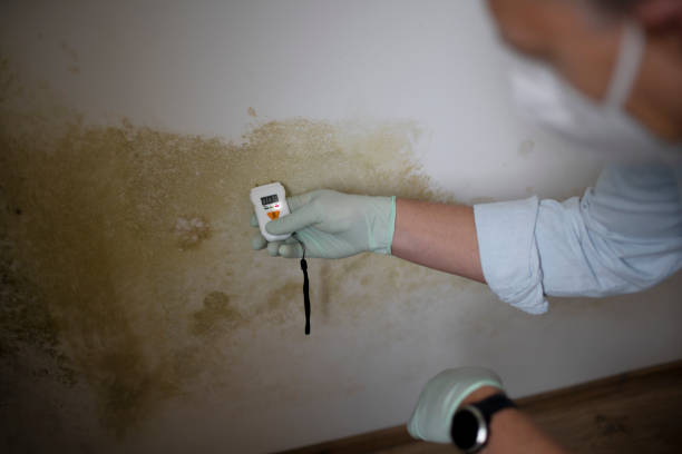 Best Industrial Mold Remediation in Buda, TX