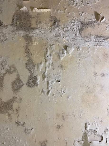 Best Kitchen Mold Remediation in Buda, TX
