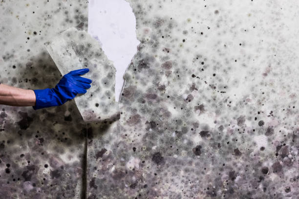 Best Health and Safety Mold Remediation in Buda, TX
