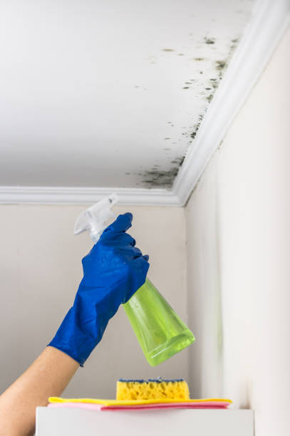 Best Residential Mold Remediation in Buda, TX