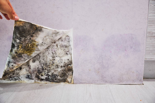 Best Post-Flood Mold Remediation in Buda, TX
